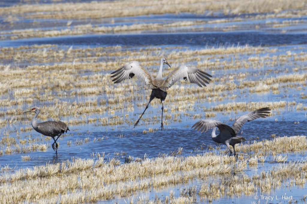 Sandhill Cranes - ID: 15911500 © Tracy L. Hart