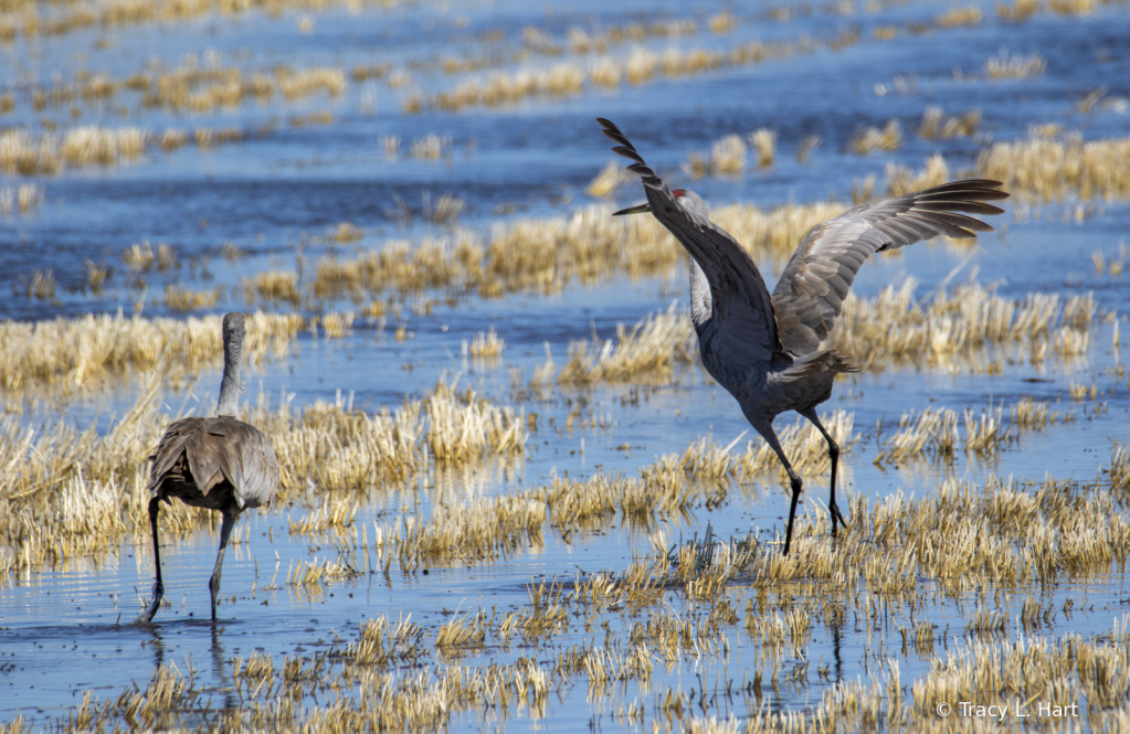 Sandhill Cranes - ID: 15911501 © Tracy L. Hart