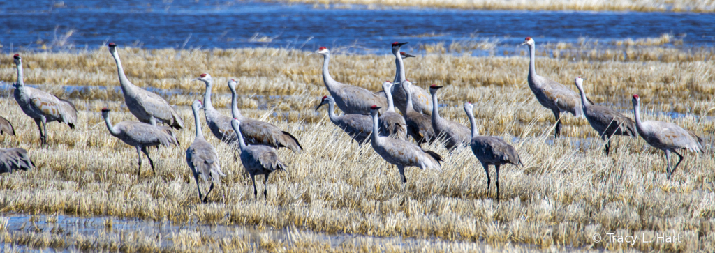 Sandhill Cranes - ID: 15911502 © Tracy L. Hart