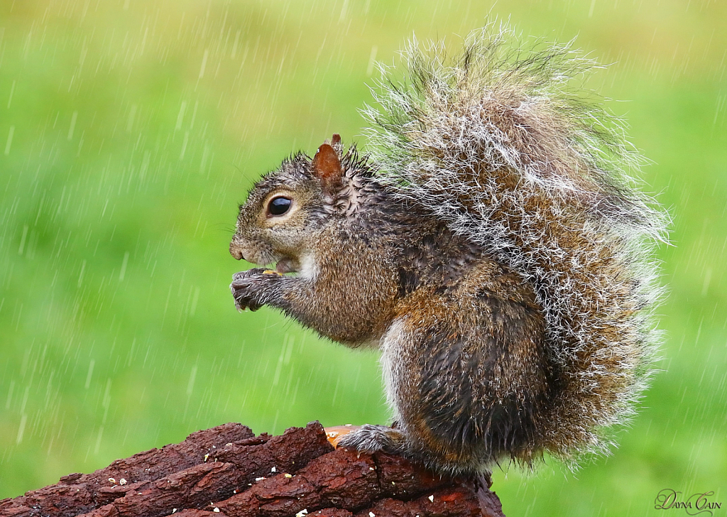 Just Singing In The Rain