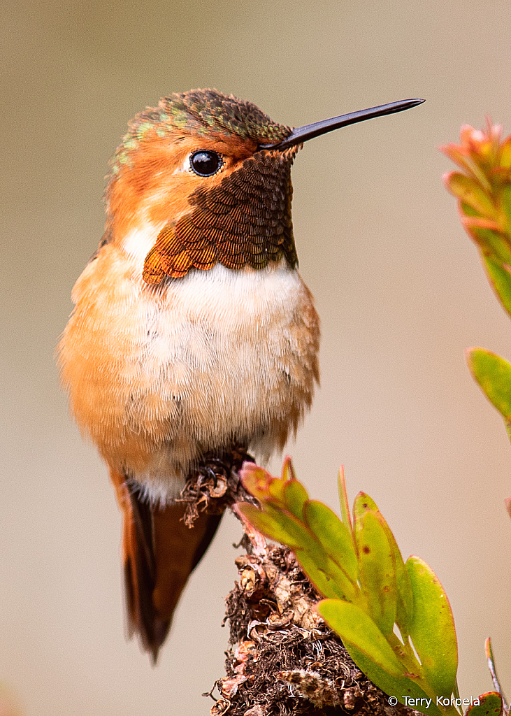 Allen's Hummingbird - ID: 15911184 © Terry Korpela