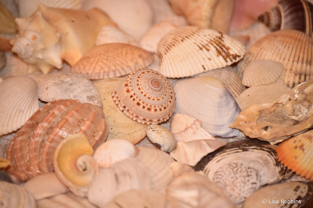2021 Photo Challenge-Day 14 - More Sea Shells