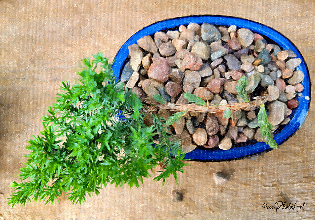 Baby Bonsai