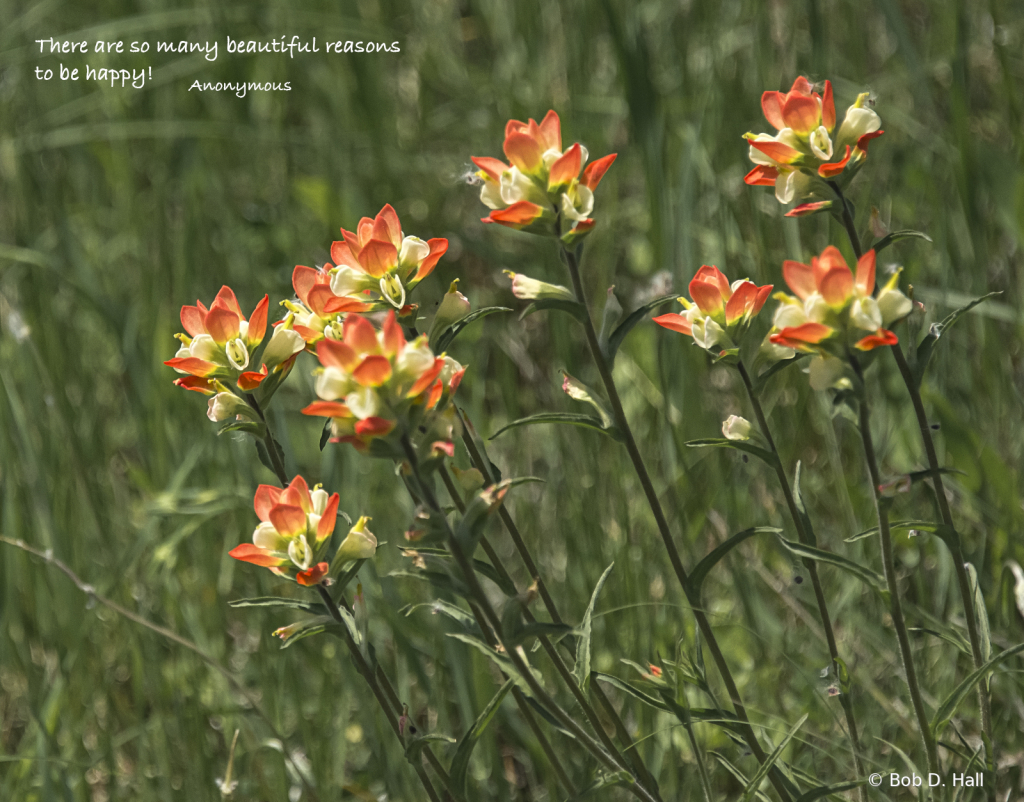 Flowers In The Wind