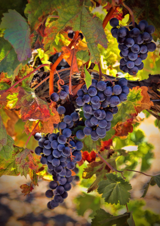 Harvest Wine Grapes