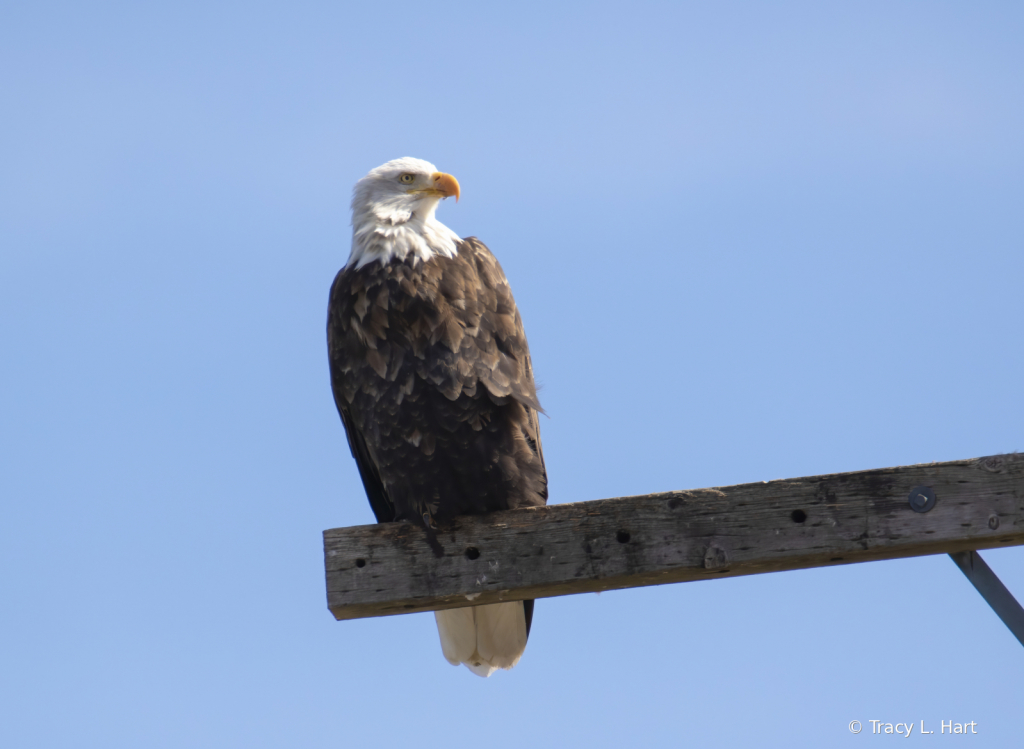 Bald Eagle in the Spring - ID: 15911641 © Tracy L. Hart