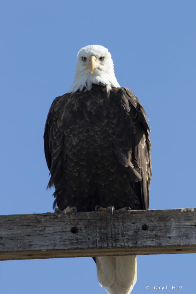 Stare Down - ID: 15911643 © Tracy L. Hart