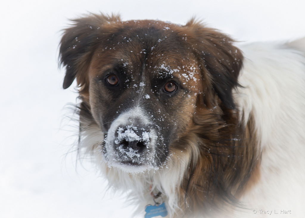 Winter Dog - ID: 15911645 © Tracy L. Hart