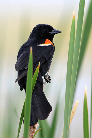 Red-Winged Blackbird 2