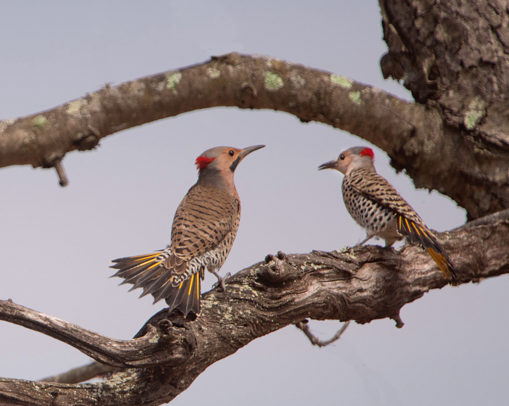 Flickers Flirting in Valley Forge Today