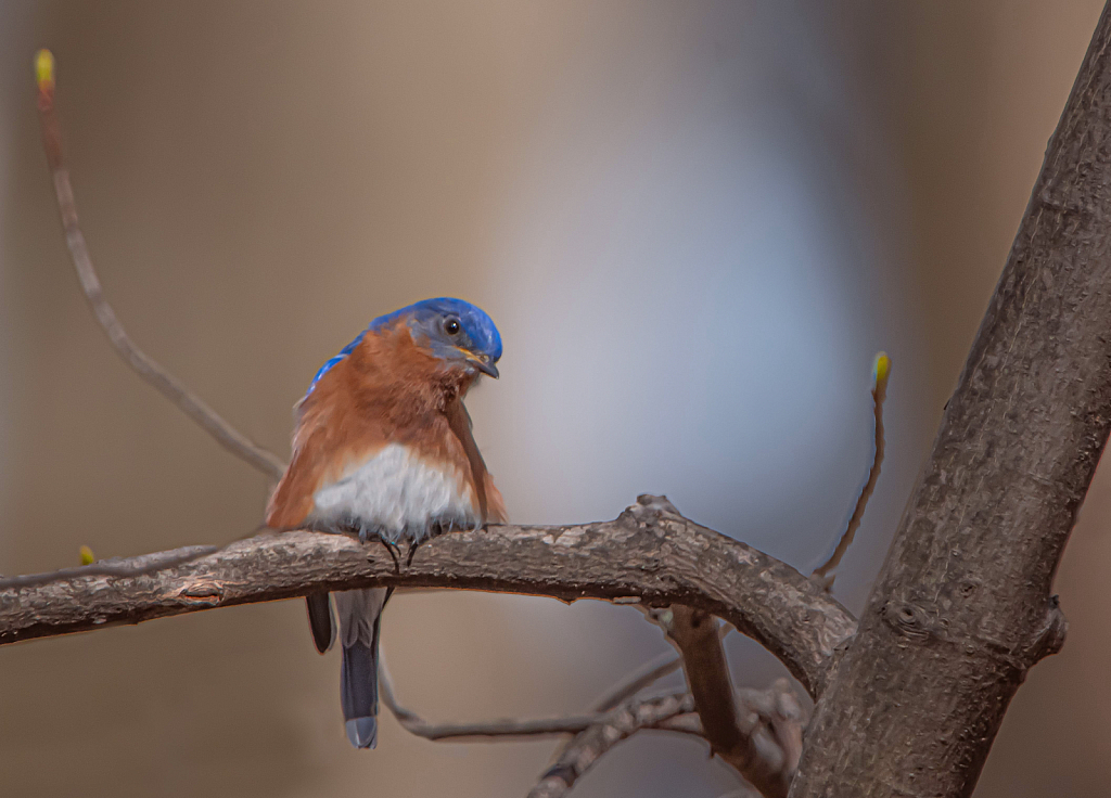 Bluebird Between the Buds