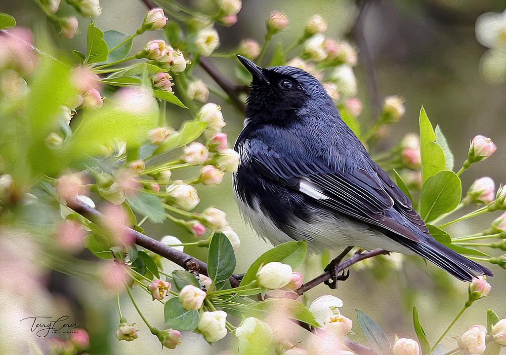 Black-throated Blue 