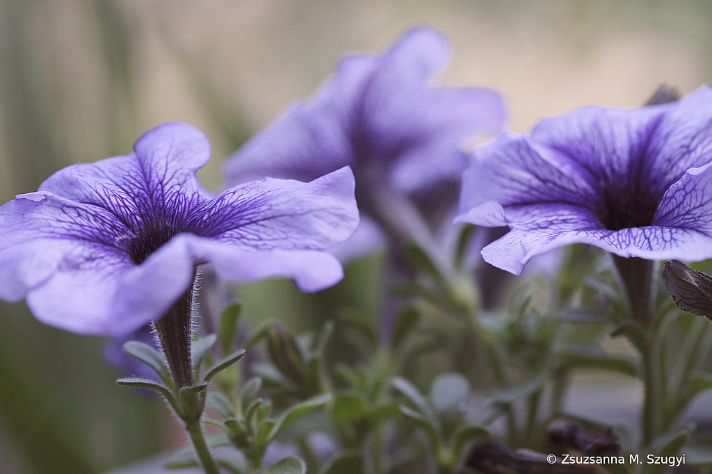 Blue Petunia