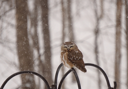 Saw-Whet Owl in Snow