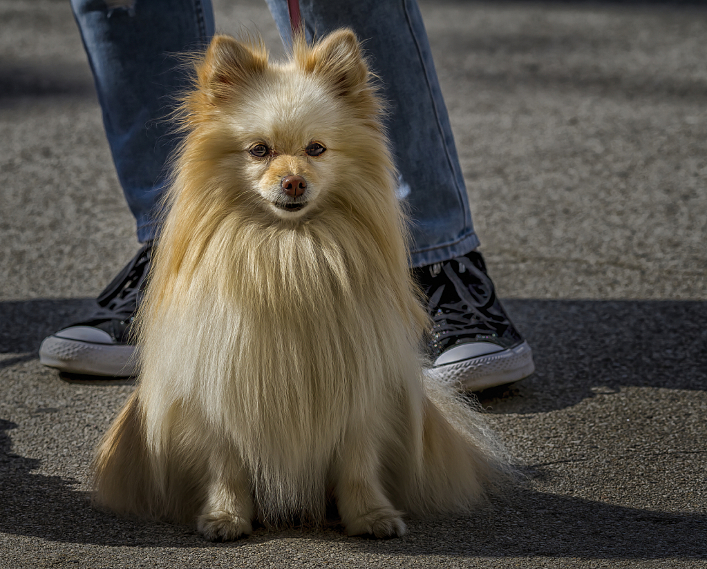 Pretty Pup  1039