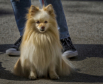 Pretty Pup  1039