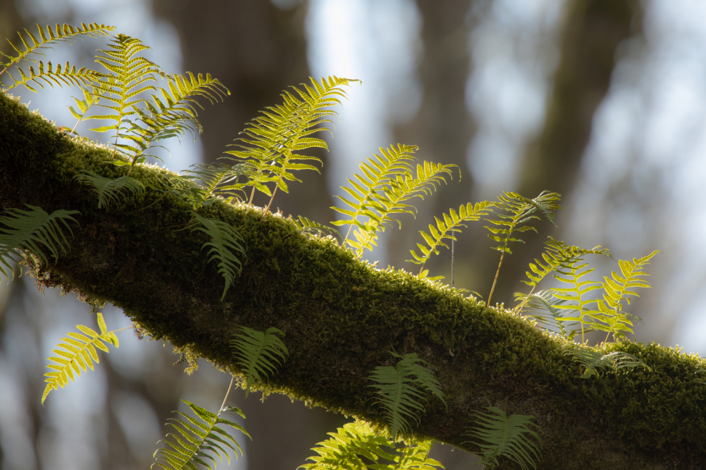 Out on a Limb