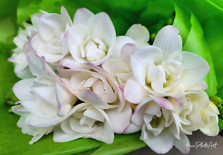 Freesia in Tissue