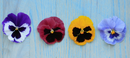 Four Eyed Pansy flowers