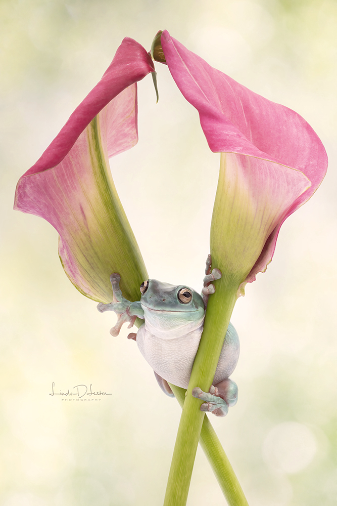 White's Tree Frog Walking on Stilts