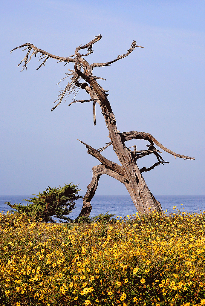 Old Tree by the Sea