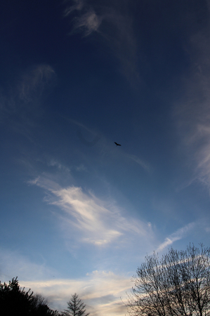 2021 Photo Challenge - 3 Trees and A Bird