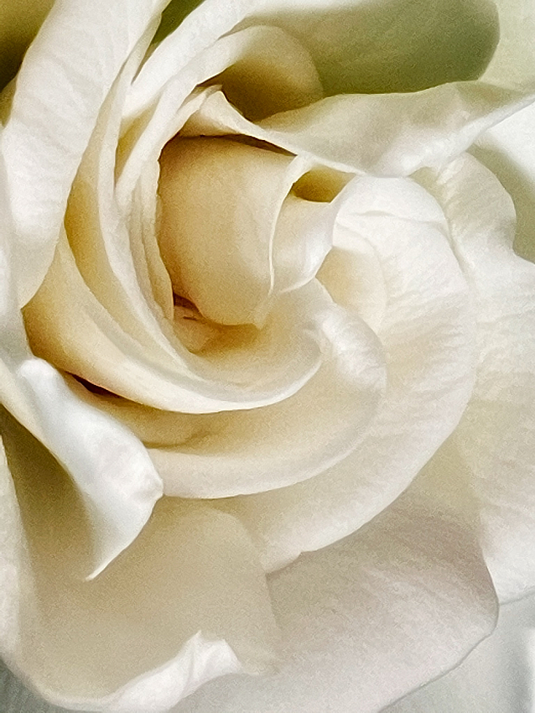 Immaculate Gardenia