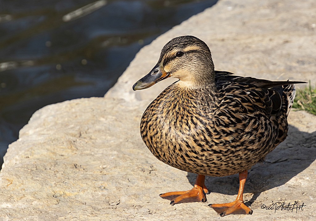 Mama Mallard