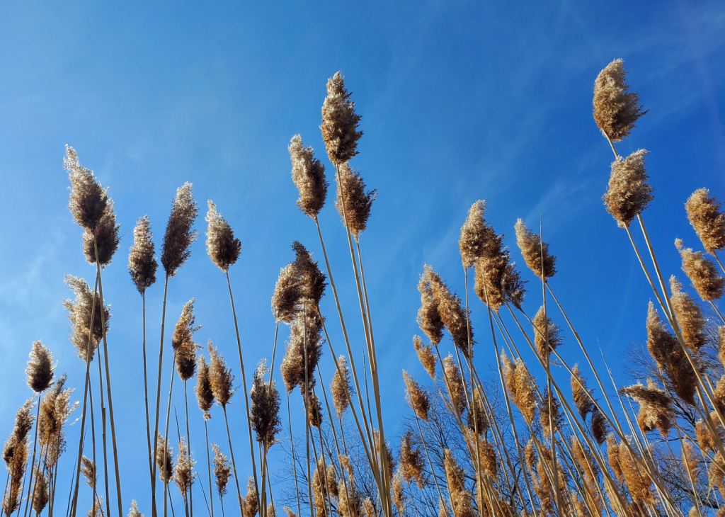 Wetland Sky