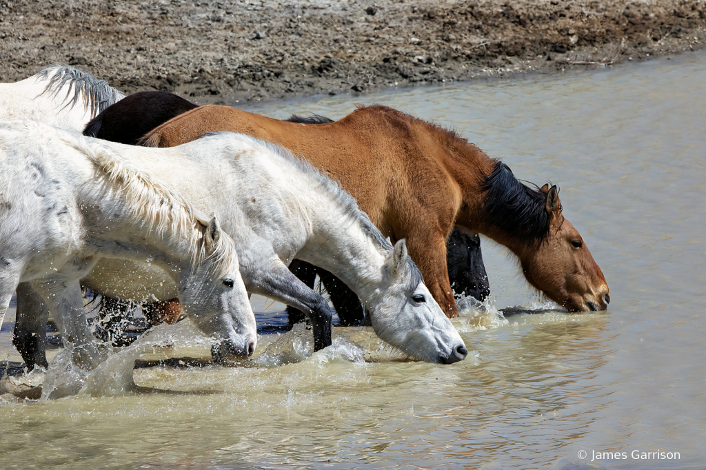 The Water Cooler