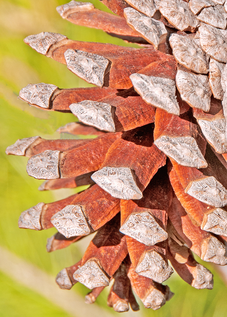 Pine tree Cone.