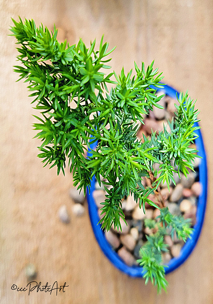 Bonsai in Blue