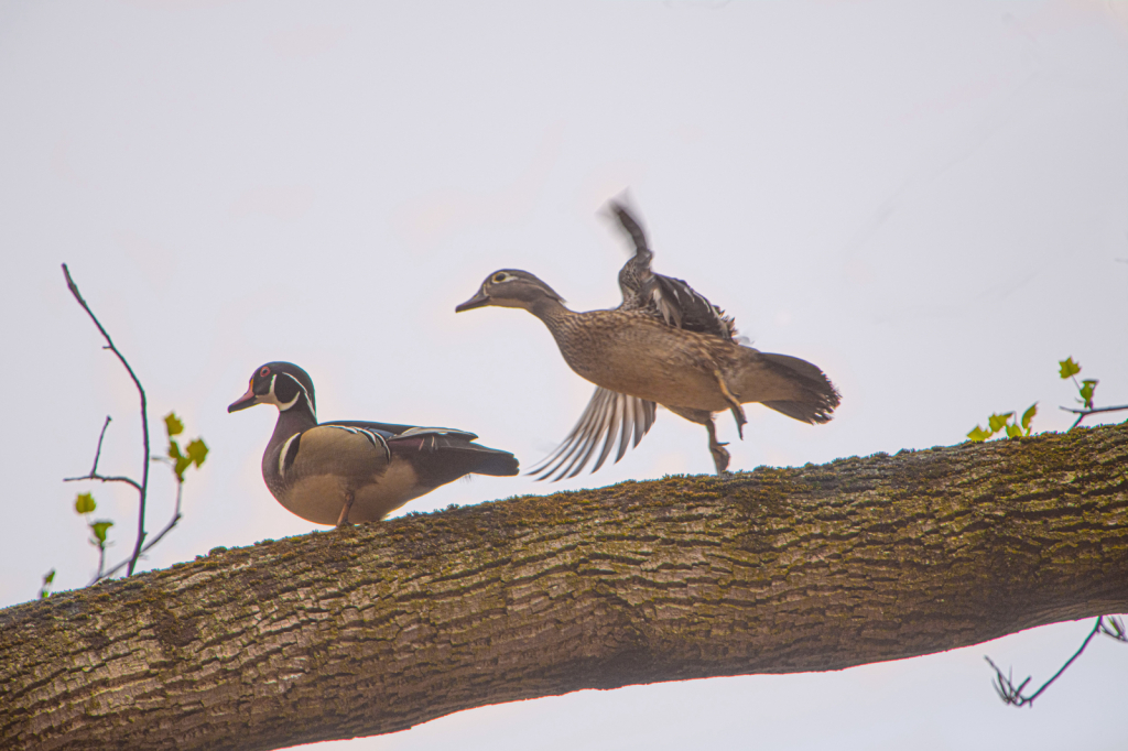 Mr. and Mrs. Wood Duck in a Tree