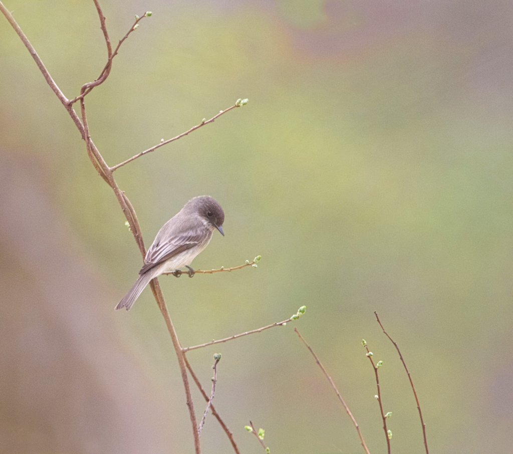 Eastern Phoebe in the Spring Woods