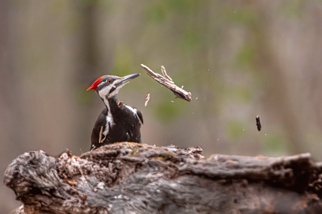 Pileated Doing what Pileateds Do
