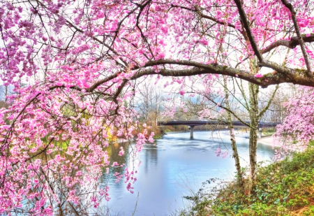 Blossoms at Fall City Bridge