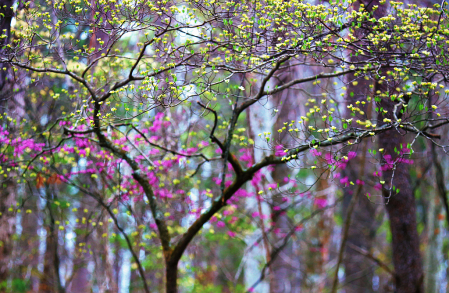 Spring Dogwood and Red Bud on Bent Mountain