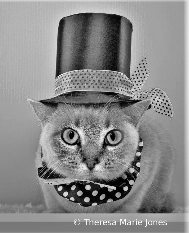 Cat in a Hat - ID: 15913579 © Theresa Marie Jones