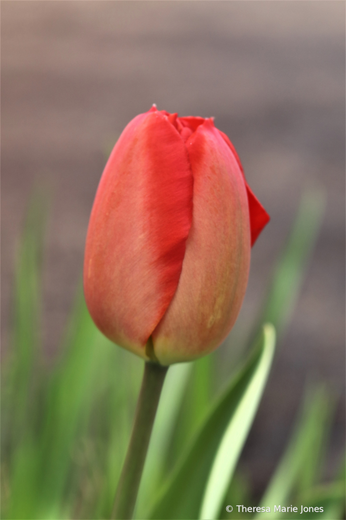 Red Tulip - ID: 15913584 © Theresa Marie Jones