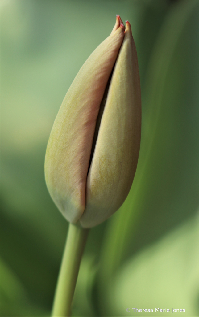 Tulip Bud - ID: 15913585 © Theresa Marie Jones
