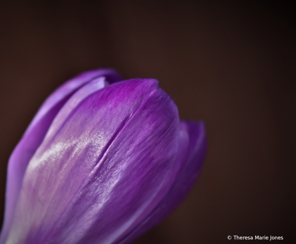 Purple Tulip - ID: 15913586 © Theresa Marie Jones