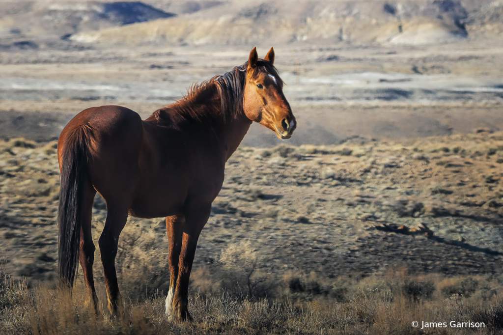 Open Range