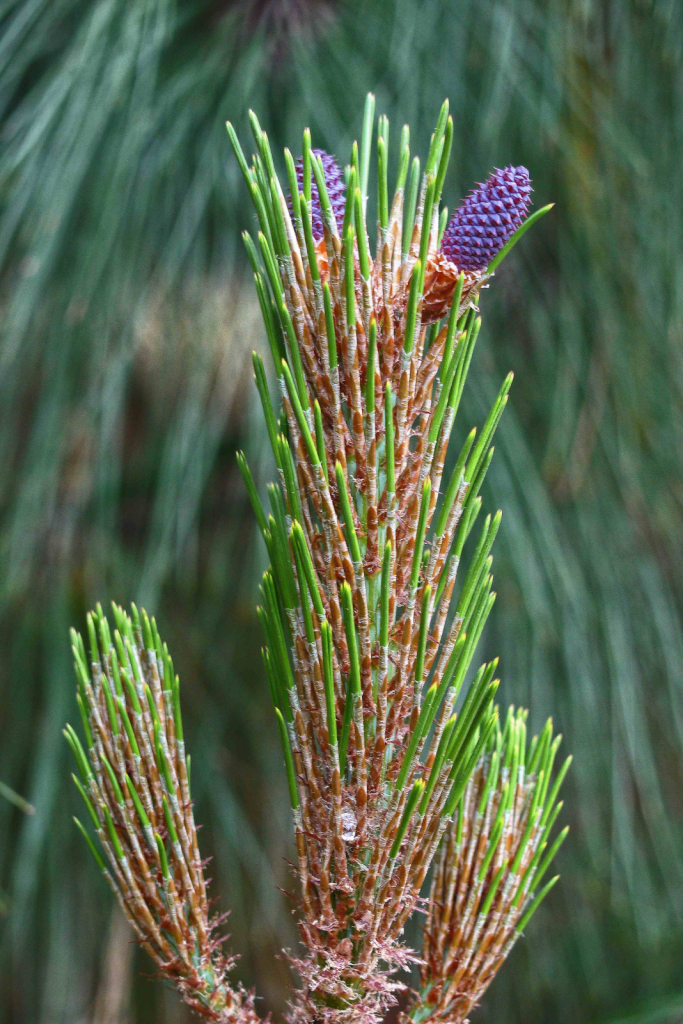 Spring in the pine forest.