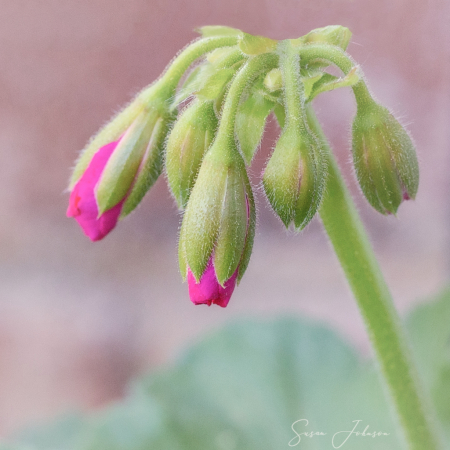 2021 Photo Challenge:  Geranium Buds