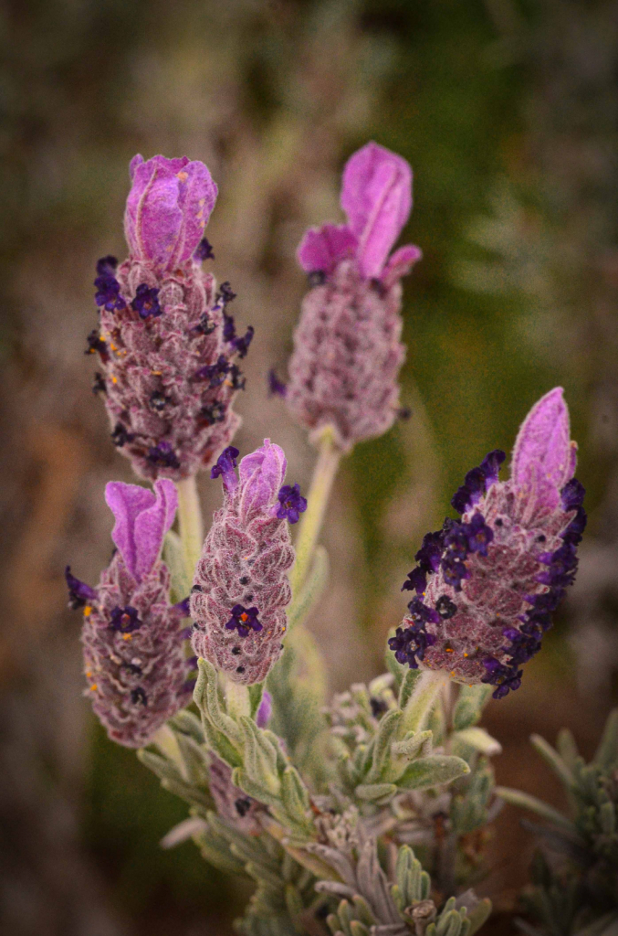 Photo Challenge Day 21: Lavender