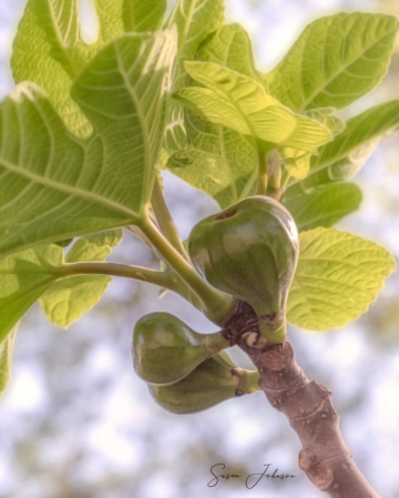 2021 Photo Challenge:  Baby Figs