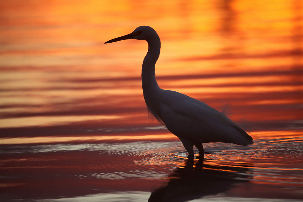 Egret at Jimmy Carter's Place