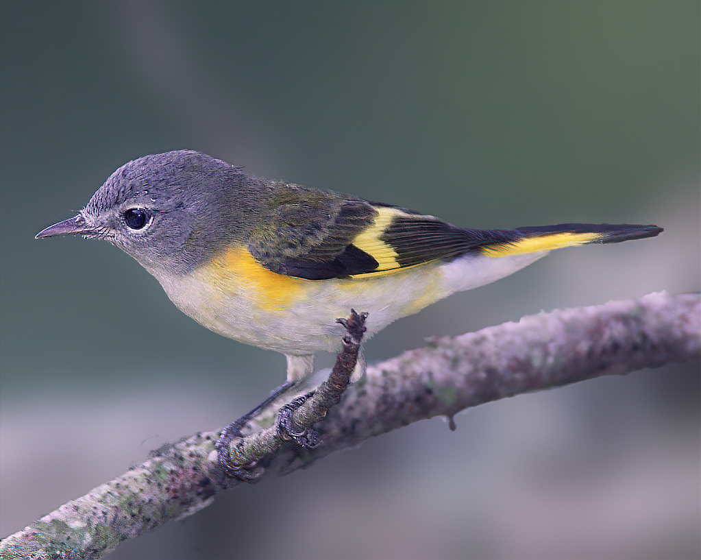 American Redstart Female - ID: 15914822 © Janet Criswell