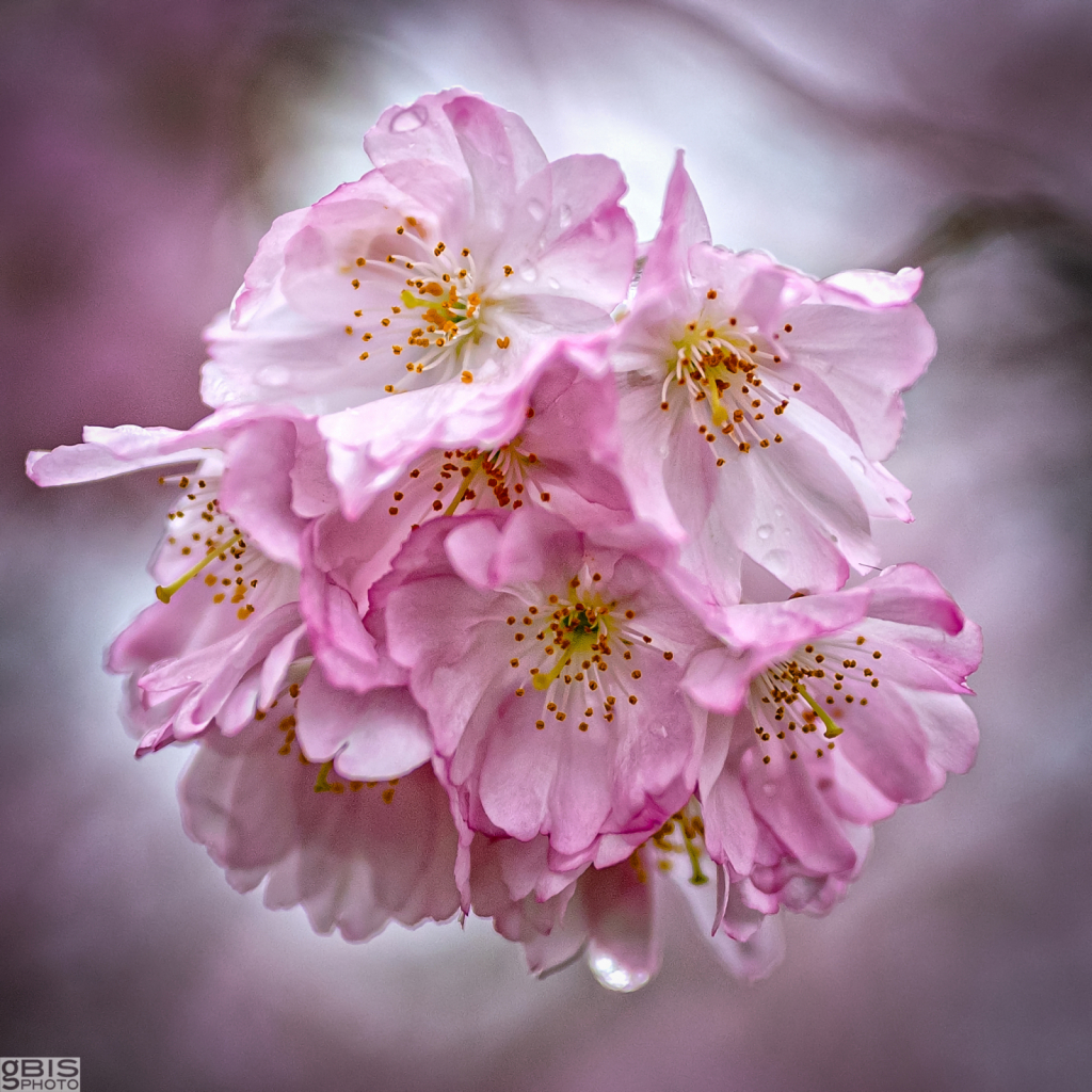 Sakura (Cherry Blossoms)