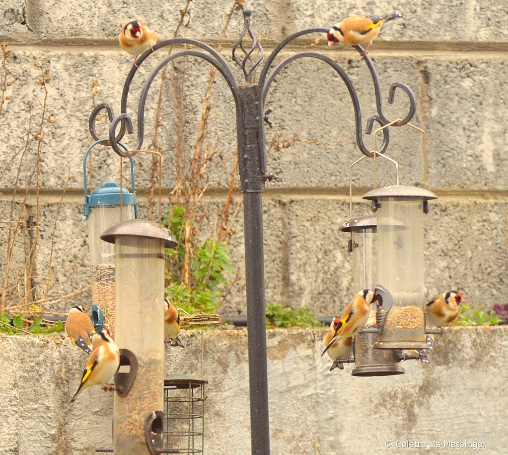 Goldfinches 21